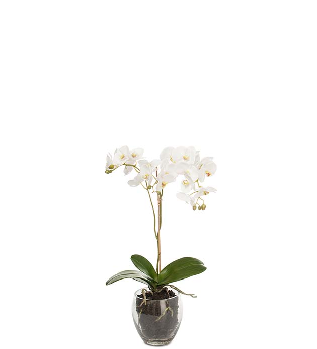 1877-10-1 - Phalaenopsis 65 cm