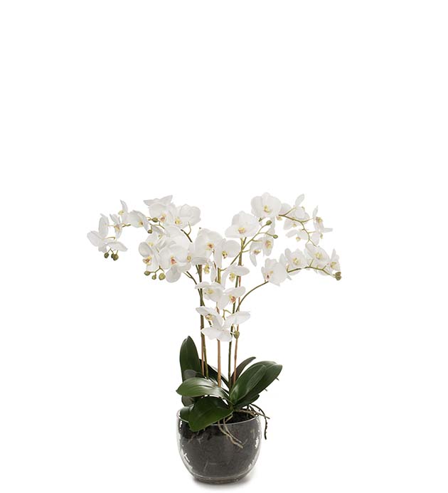 1878-10-1 - Phalaenopsis 70 cm