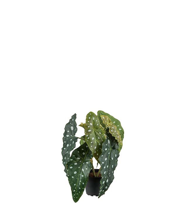 2104-90-1 - Forell Begonia 30 cm