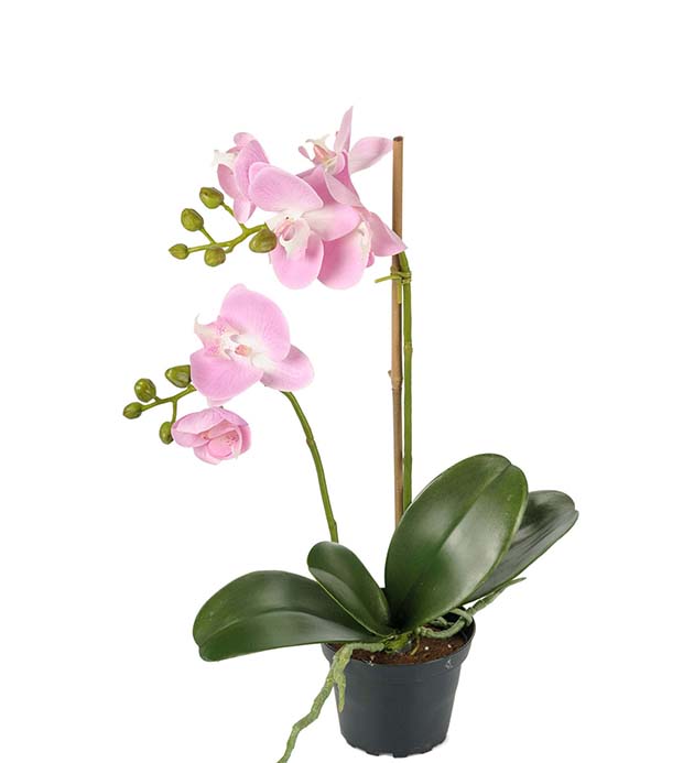 2911-20-1 - Phalaenopsis 45 cm