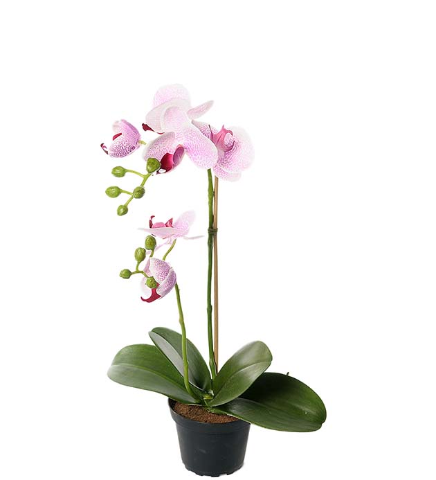 2911-41-1 - Phalaenopsis 45 cm