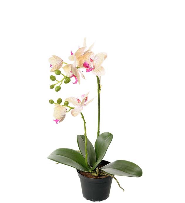 2911-51-1 - Phalaenopsis 45 cm