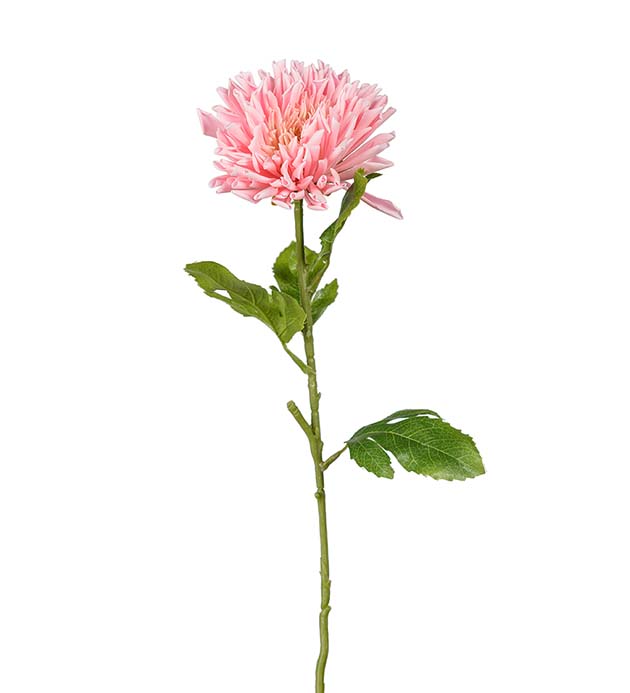 3927-20 - Chrysanthemum