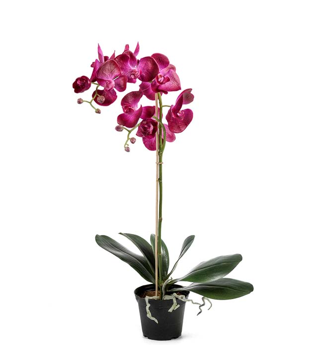 5754-42-1 - Phalaenopsis 60 cm
