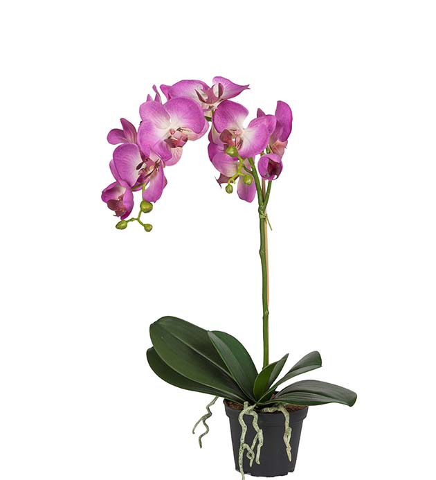 5754-45-1 - Phalaenopsis 60 cm