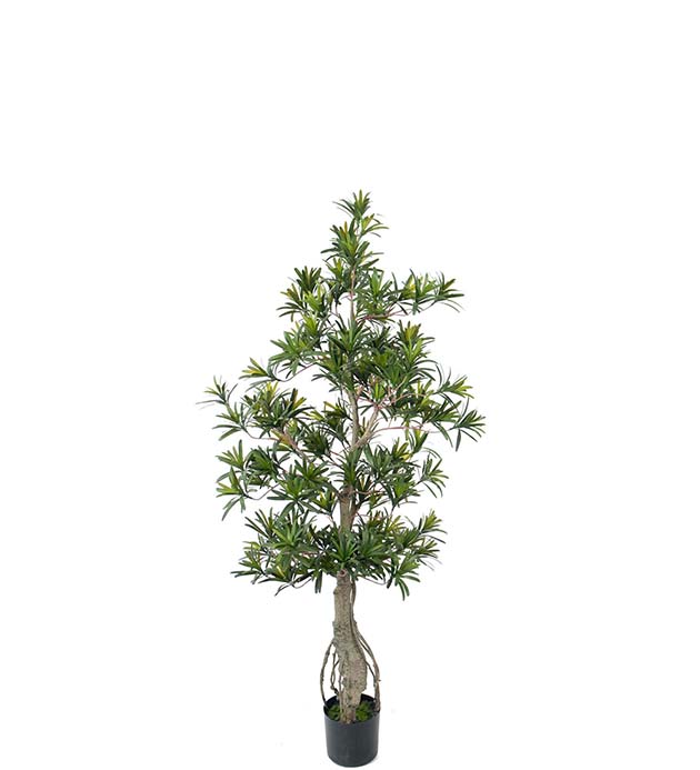 7178-110 - Podocarpus 120 cm