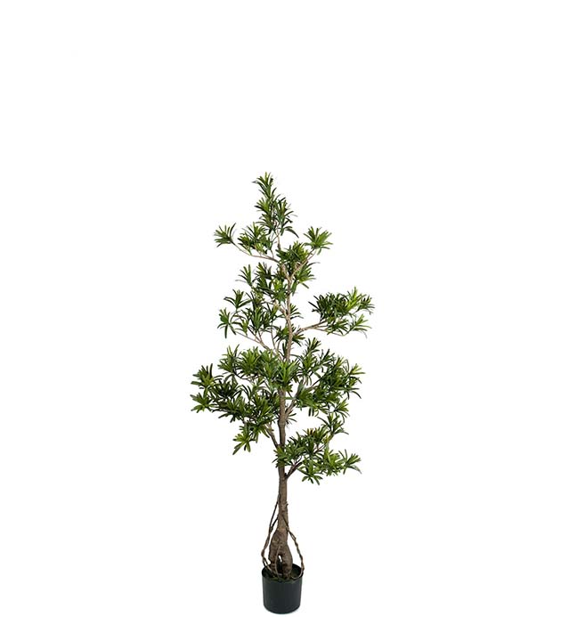 7178-150 - Podocarpus 150 cm