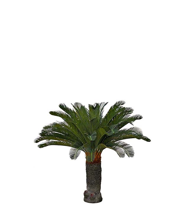 7393-100 - Cycas Palm 100 cm