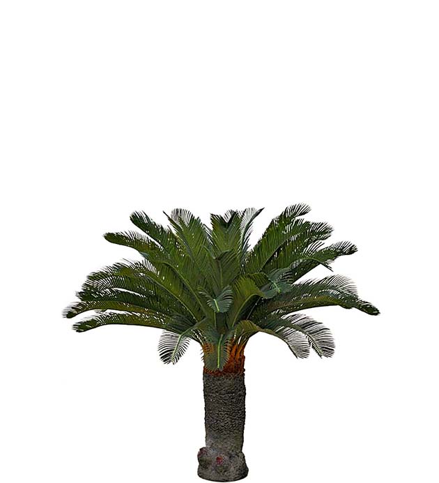 7393-130 - Cycas Palm 130 cm