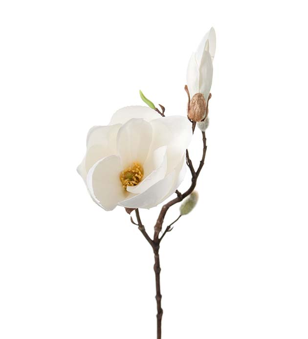 1108-10 - Magnolia 40 cm