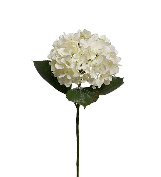 1311-10, Hortensia 65 cm | Mr Plant