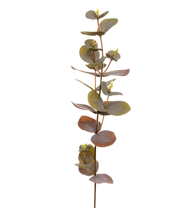 1437-96 - Eucalyptus 40 cm