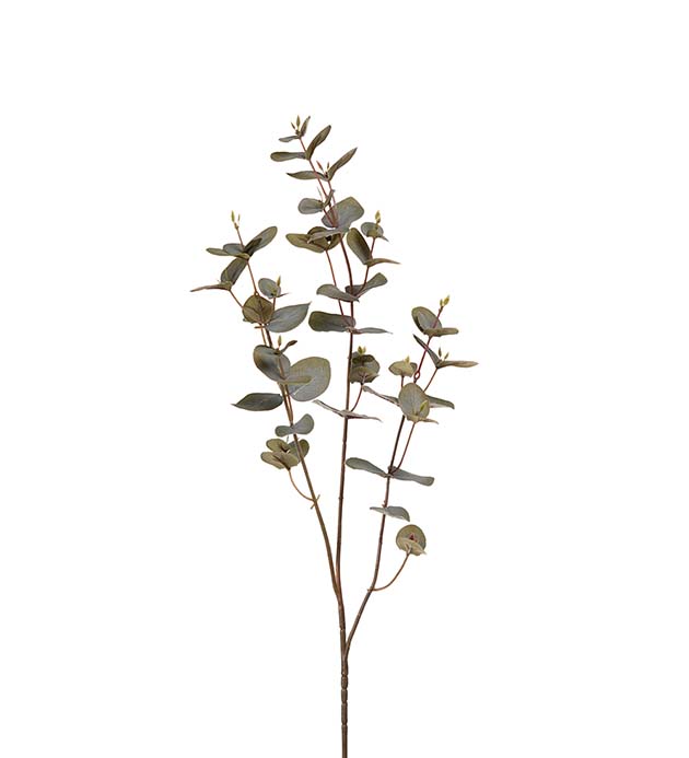 1438-95 - Eucalyptus 70 cm