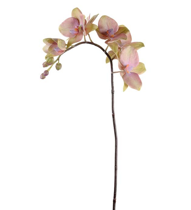 1450-45 - Phalaenopsis 60 cm