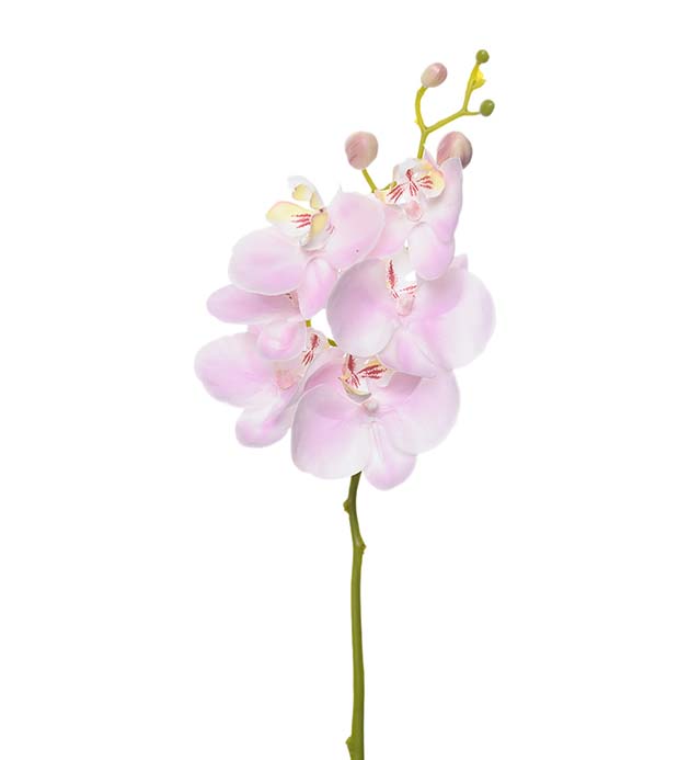 1493-20 - Phalaenopsis 52 cm