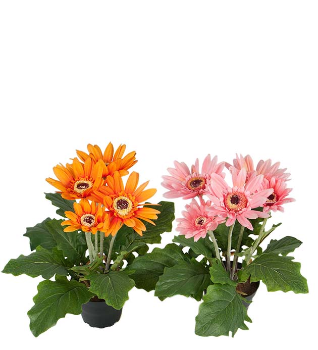 1563-99-1 - Gerbera mix 30 cm