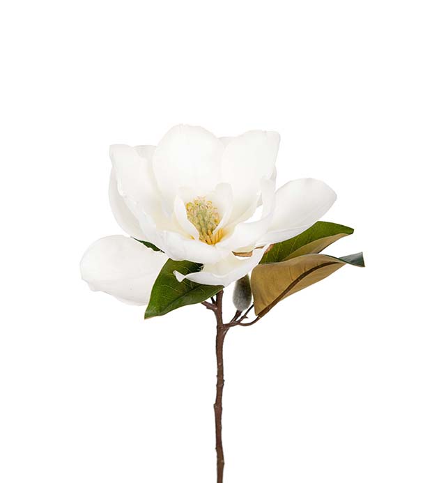 1608-10 - Magnolia 50 cm