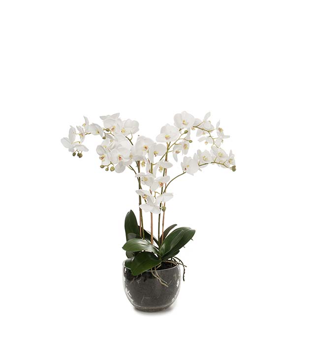 1878-10-1 - Phalaenopsis 70 cm
