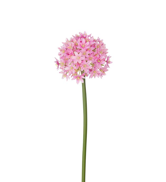 2073-20 - Allium 90 cm