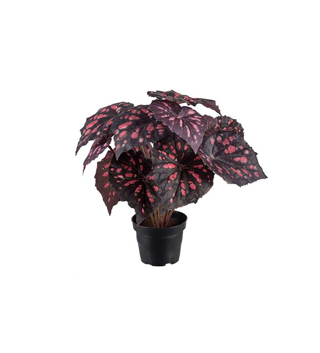 2108-85-1, Rexbegonia 30 cm | Mr Plant
