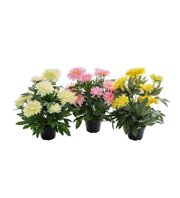 2169-99-1 - Chrysanthemum mix 30 cm