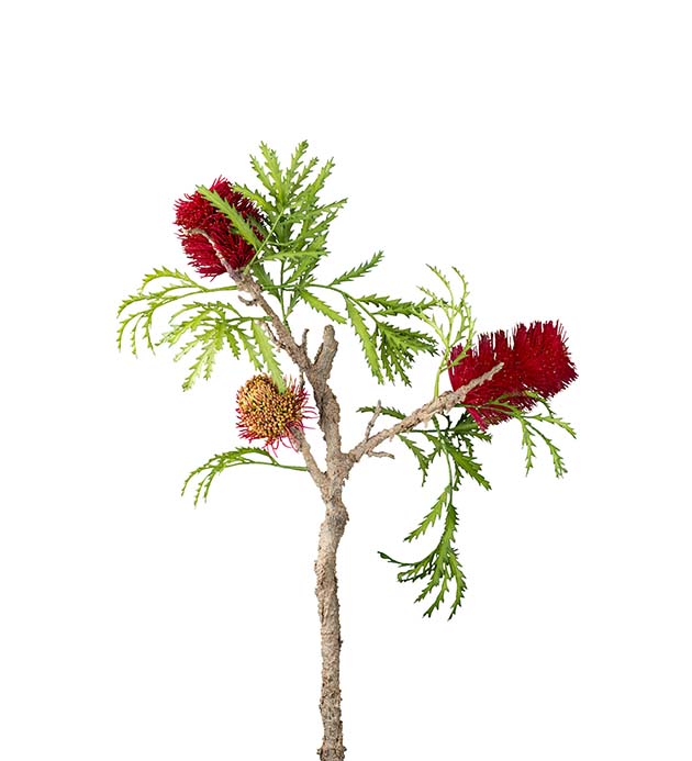 2272-45, Banksia 85 cm