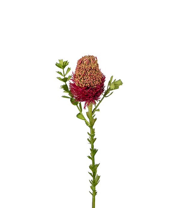 2332-45, Banksia 52 cm