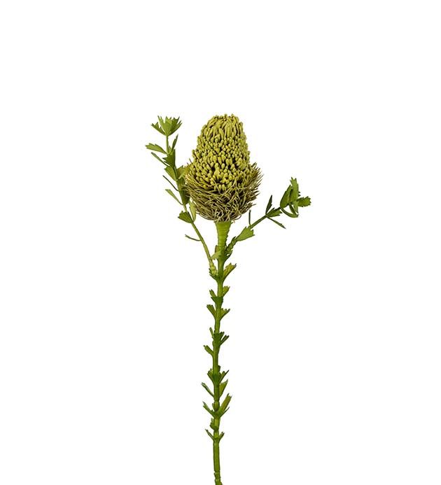 2332-90, Banksia 52 cm