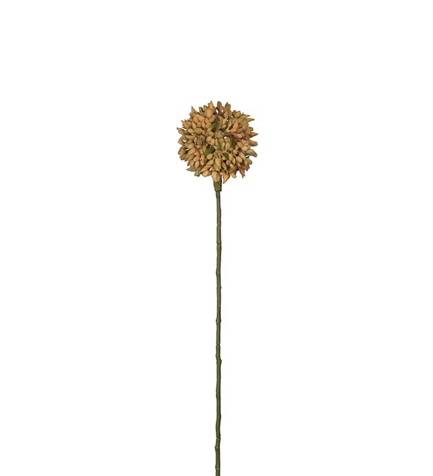 2350-51 - Allium 45 cm