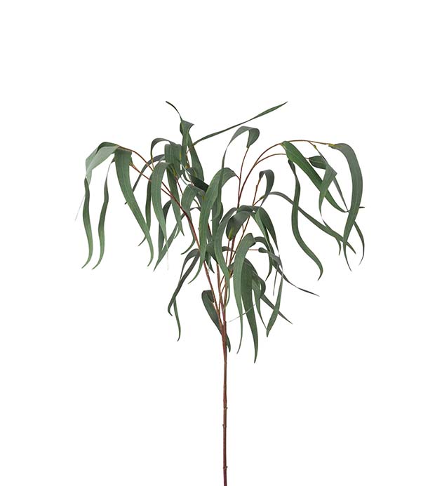 2371-95 - Eucalyptus 110 cm