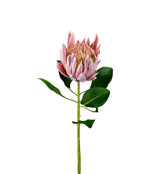 2393-20, Protea 70 cm