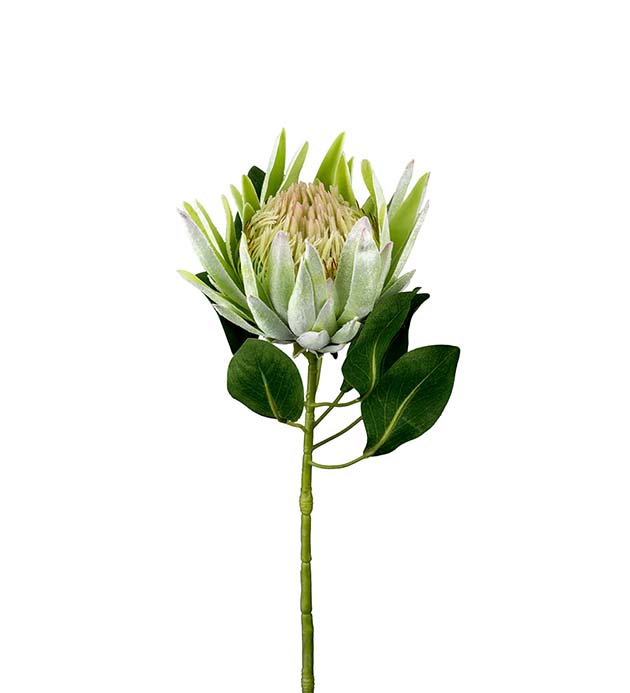 2393-90, Protea 70 cm