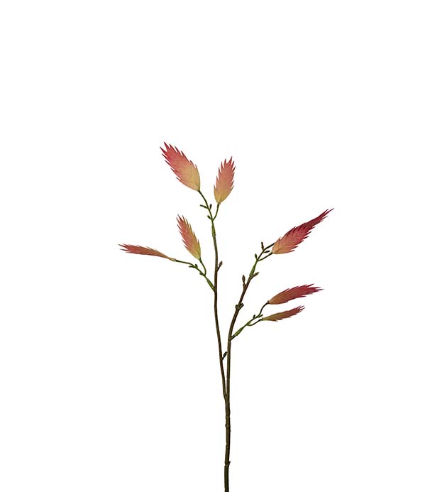 2395-20, Kvist 55 cm | Mr Plant