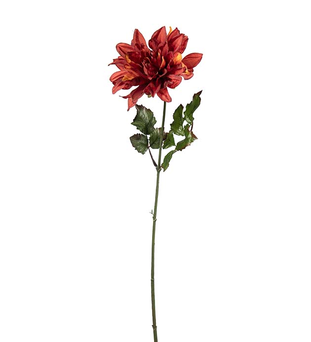 2412-35, Dahlia