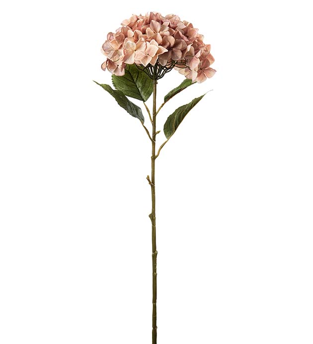 2425-20, Hortensia