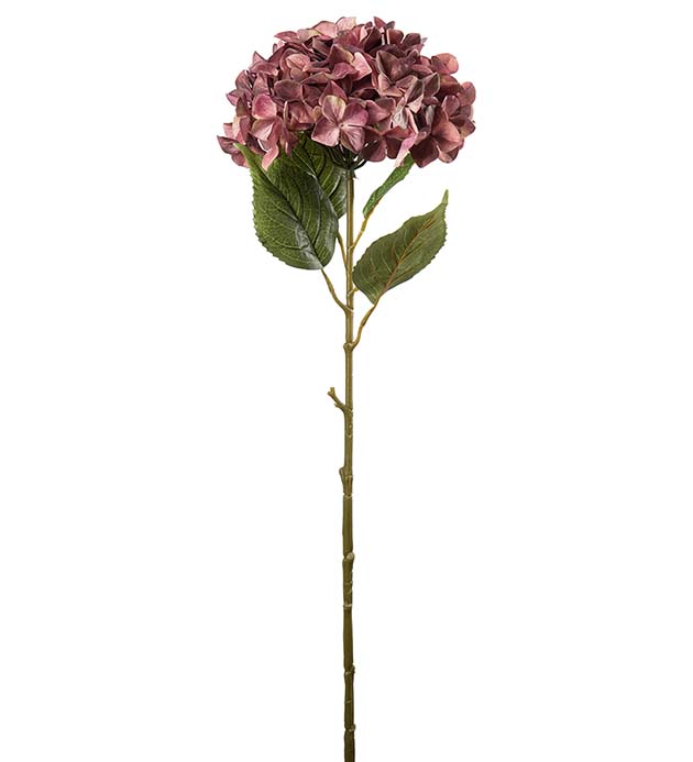 2425-45, Hortensia