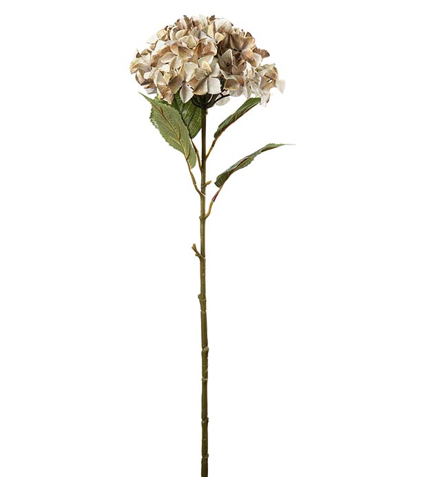 2425-71, Hortensia