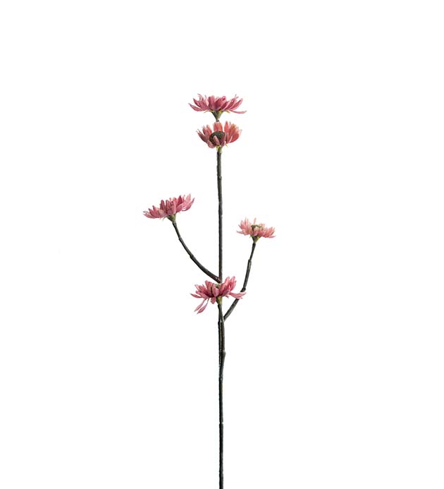 2434-20, Eternell 50 cm