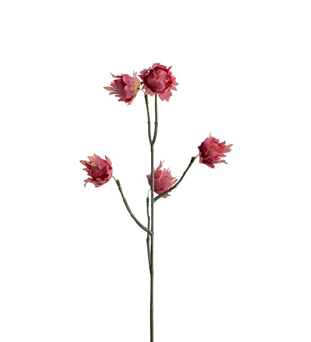 2435-20, Eternell 55 cm