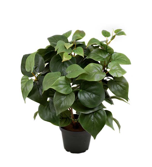 2612-90-1 - Philodendron 35 cm