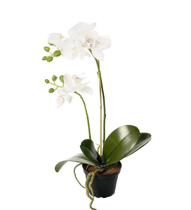 2911-10-1 - Phalaenopsis 45 cm