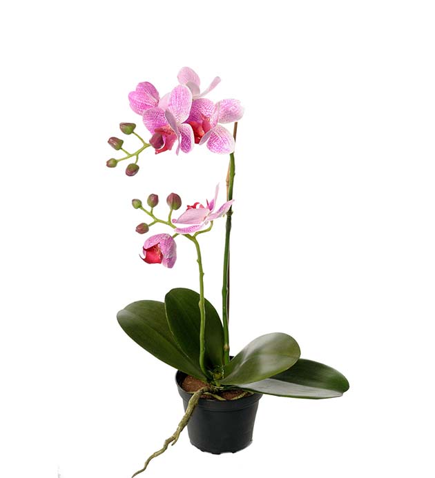 2911-40-1 - Phalaenopsis 45 cm