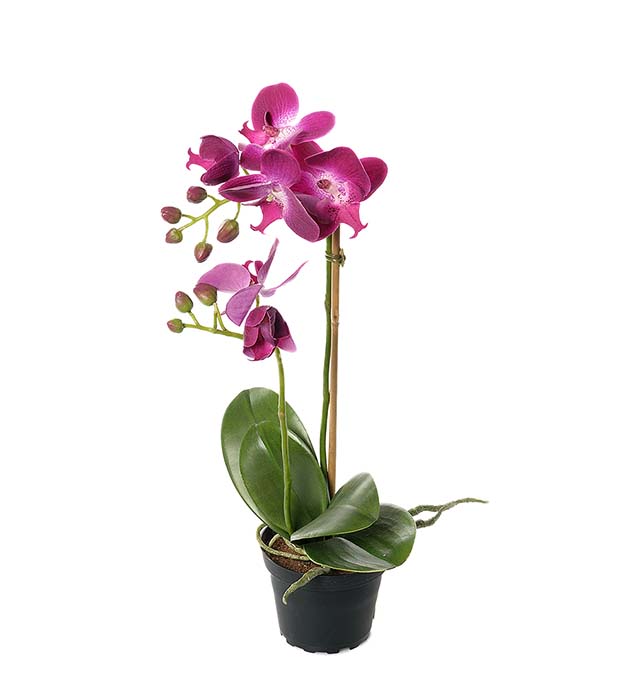 2911-42-1 - Phalaenopsis 45 cm