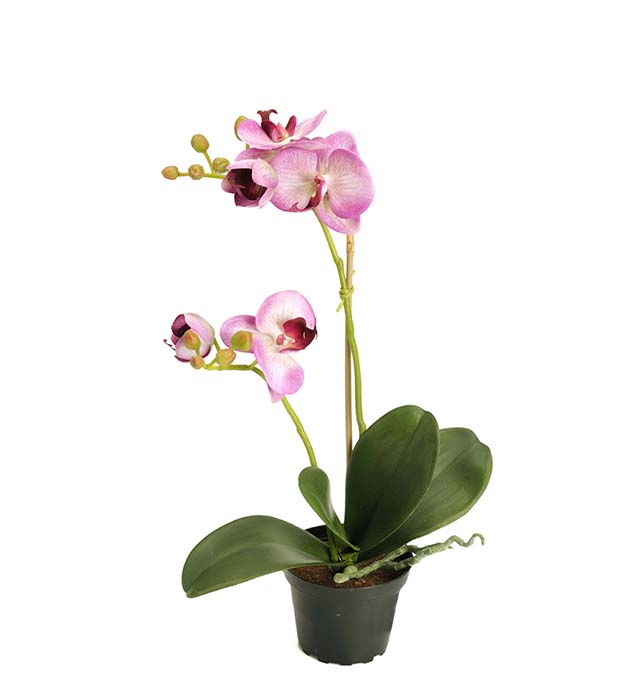 2911-45-1 - Phalaenopsis 45 cm