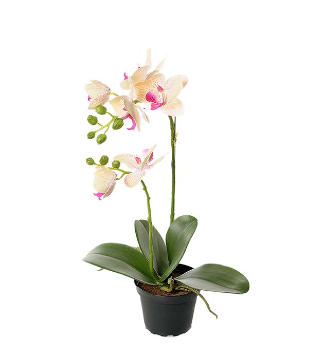 2911-51-1 - Phalaenopsis 45 cm