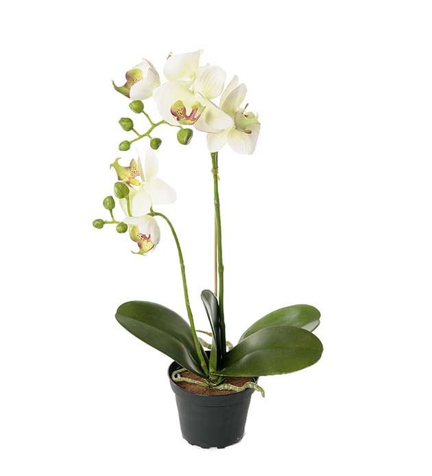 2911-95-1 - Phalaenopsis 45 cm