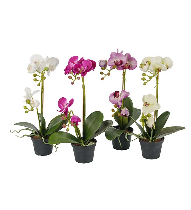 2911-99-1 - Phalaenopsis 45 cm