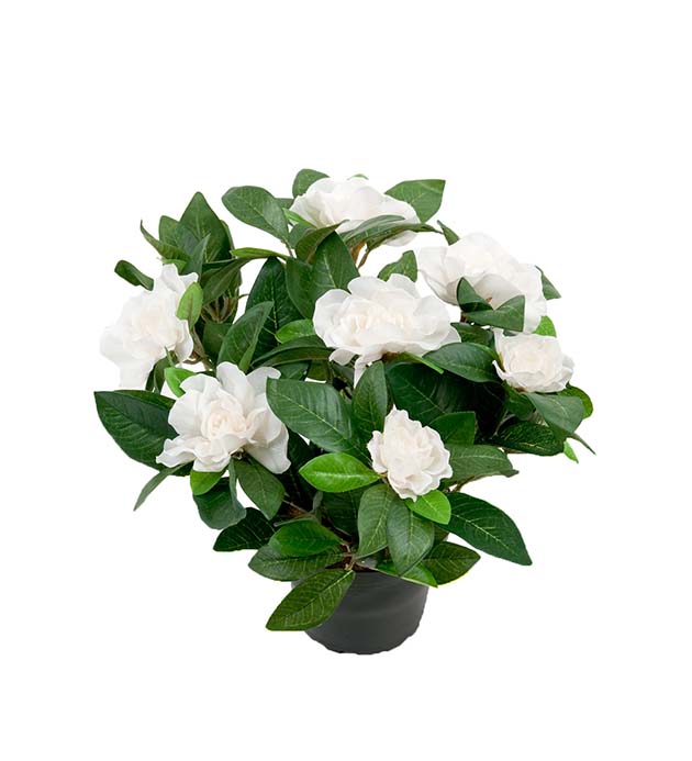2972-10-1 - Gardenia 25 cm
