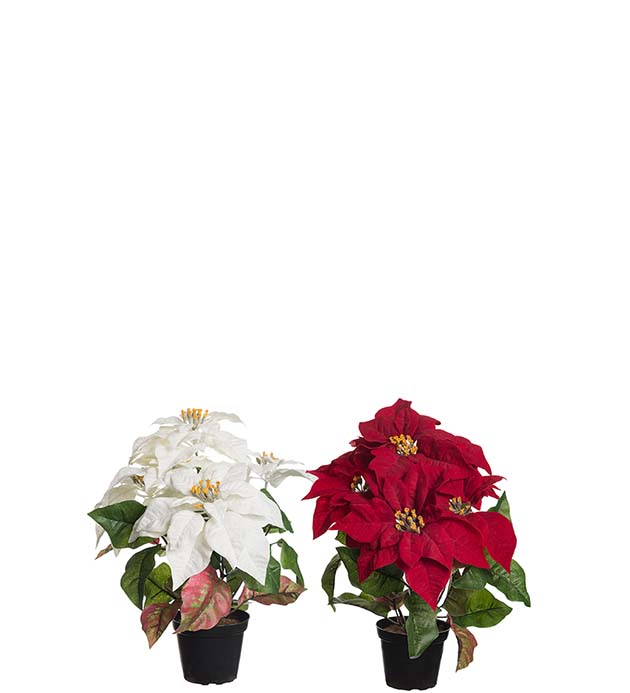 3070-99-1 - Julstjärna mix