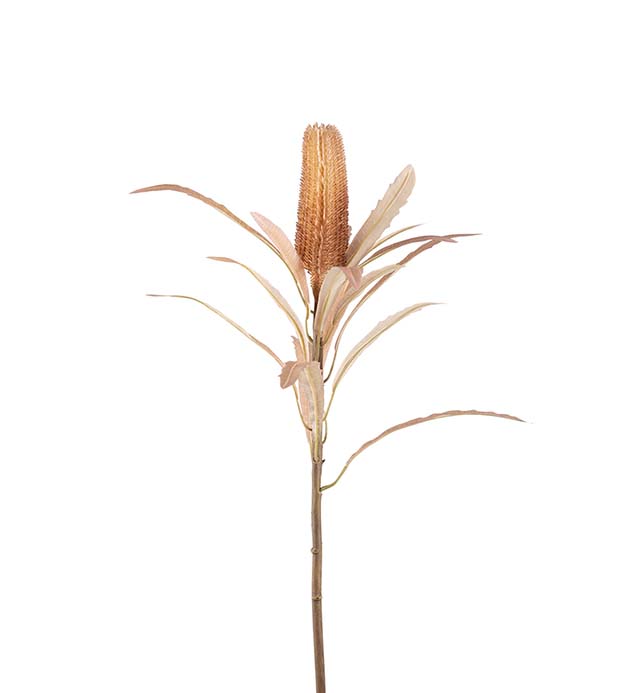 3145-71 - Banksia 65 cm